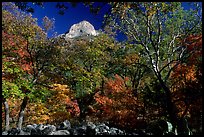 Limestone Peak framed by trees in fall colors in McKitterick Canyon. Guadalupe Mountains National Park, Texas, USA.