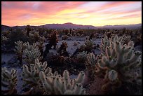 Cholla cactus garden, sunrise. Joshua Tree  National Park, California, USA.