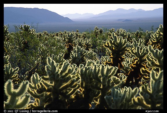 Cholla cactus garden, early morning. Joshua Tree National Park (color)