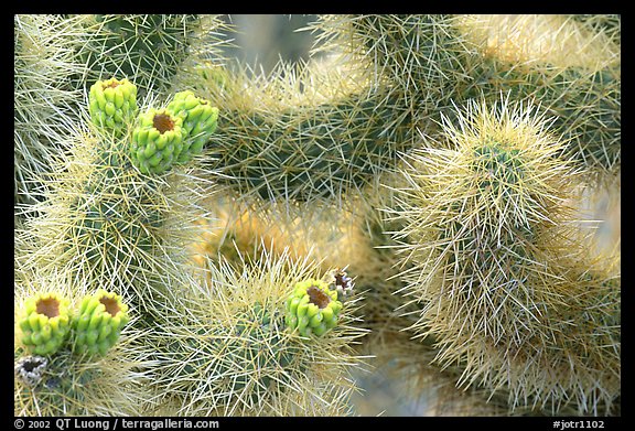 Detail of jumping cholla cactus. Joshua Tree National Park, California, USA.