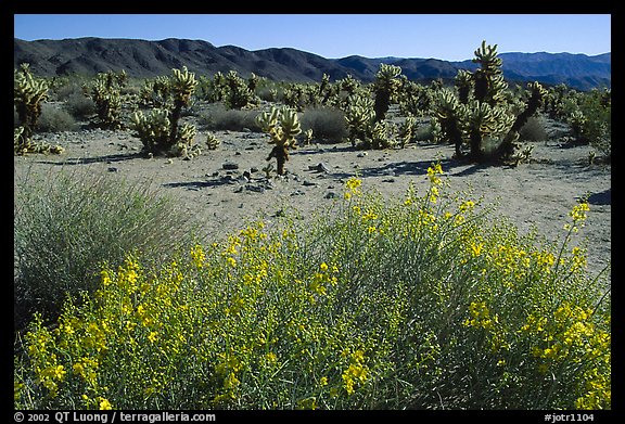 Desert Senna  and Chola cactus. Joshua Tree  National Park, California, USA.