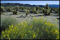 Desert Senna  and Chola cactus. Joshua Tree  National Park, California, USA.