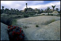 Claret Cup Cactus, rock slabs, and Joshua trees, sunset. Joshua Tree  National Park, California, USA.
