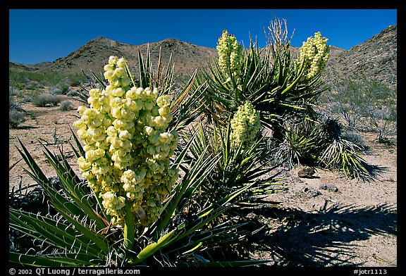 Yuccas in bloom. Joshua Tree  National Park, California, USA.
