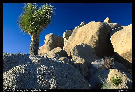 Joshua Tree and boulders. Joshua Tree National Park, California, USA.