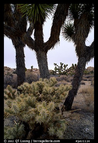Cholla cactus and Joshua Tree. Joshua Tree  National Park, California, USA.