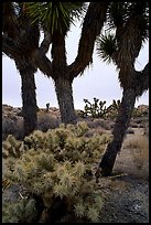Cholla cactus and Joshua Tree. Joshua Tree  National Park, California, USA.