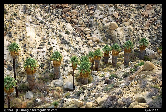 Native California Fan Palm trees in Lost Palm oasis. Joshua Tree  National Park, California, USA.