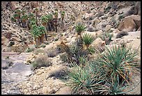 Lost Palm Oasis. Joshua Tree National Park, California, USA. (color)