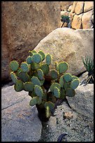 Beavertail Cactus and rocks. Joshua Tree National Park, California, USA. (color)