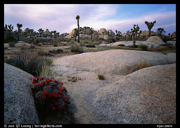 Claret Cup Cactus, rock slabs, and Joshua trees, sunset. Joshua Tree National Park, California, USA.