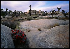 Claret Cup Cactus, rock slabs, and Joshua trees, sunset. Joshua Tree National Park, California, USA. (color)