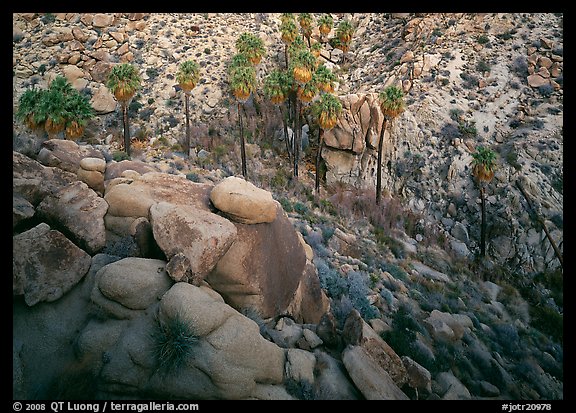 Boulders and palm trees, Lost Palm Oasis. Joshua Tree National Park (color)