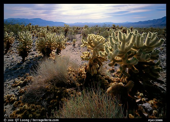 Forest of Cholla cactus. Joshua Tree  National Park (color)