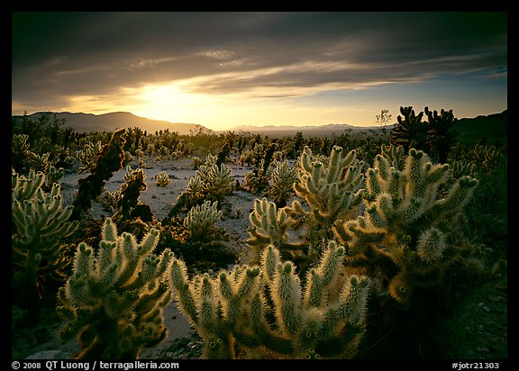 Cholla cactus garden, sunrise. Joshua Tree National Park, California, USA.