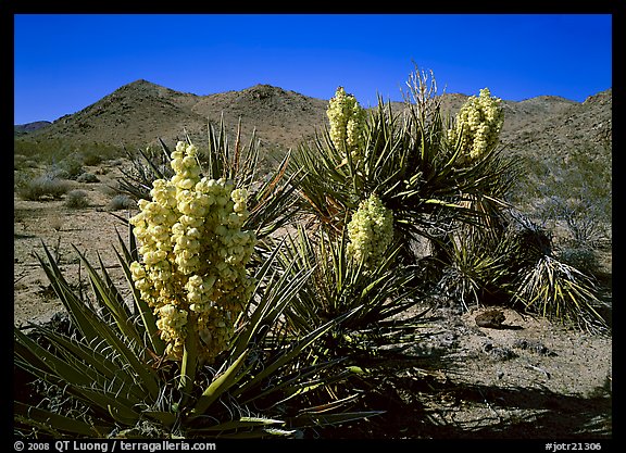 Yuccas in bloom. Joshua Tree National Park (color)