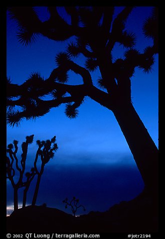 Joshua Trees silhouettes at dusk. Joshua Tree National Park, California, USA.