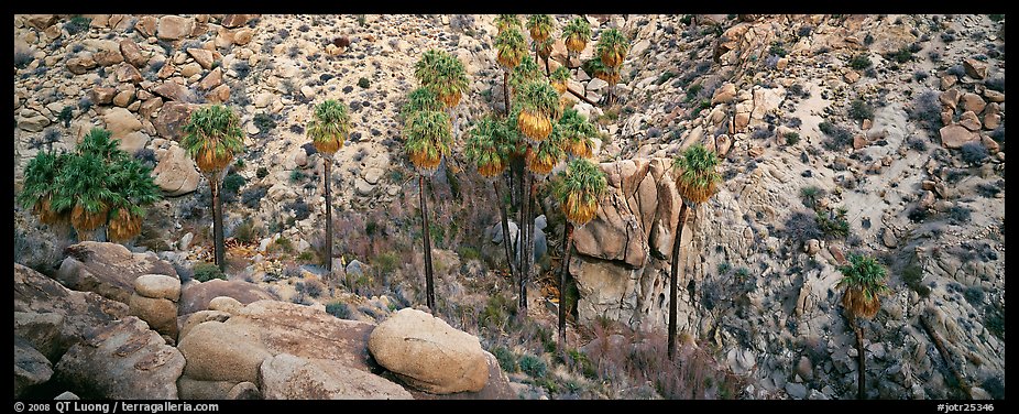 Desert oasis with palm trees in arid landscape. Joshua Tree National Park, California, USA.