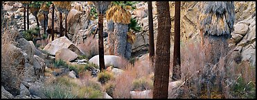 Oasis scenery with palm trees. Joshua Tree National Park (Panoramic color)