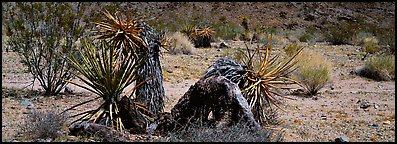 Desert plants. Joshua Tree National Park (Panoramic color)
