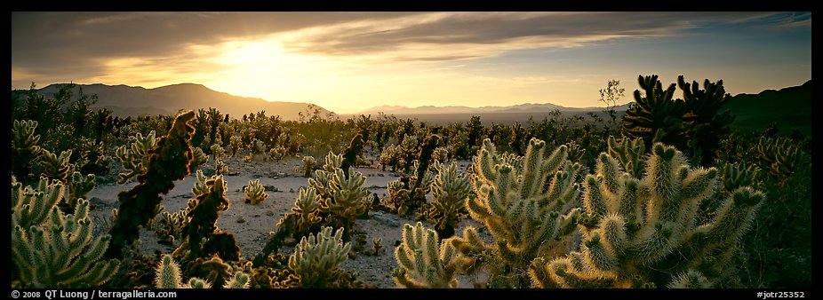 Desert scenery with cholla cacti at sunrise. Joshua Tree  National Park (color)