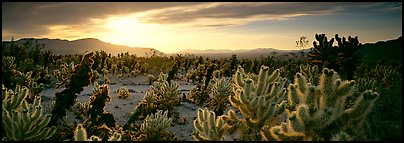 Desert scenery with cholla cacti at sunrise. Joshua Tree National Park, California, USA.