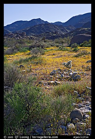 Coreopsis and cactus, and Queen Mountains near the North Entrance, afternoon. Joshua Tree National Park, California, USA.