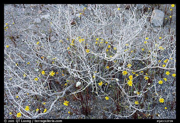 Coreopsis and plant squeleton. Joshua Tree National Park, California, USA.