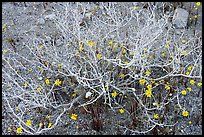Coreopsis and plant squeleton. Joshua Tree National Park, California, USA. (color)
