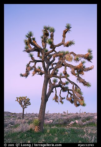 Joshua trees (scientific name: Yucca brevifolia), dusk. Joshua Tree National Park, California, USA.