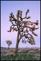 Joshua trees (scientific name: Yucca brevifolia), dusk. Joshua Tree National Park, California, USA. (color)