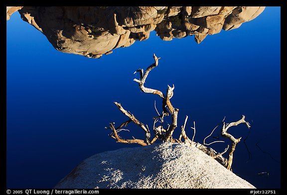 Reflection, rock, and branches. Joshua Tree National Park, California, USA.