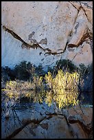 Rock wall, willows, and reflections, Barker Dam, early morning. Joshua Tree National Park, California, USA.