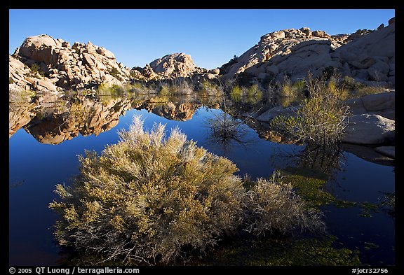 Barker Dam pond and rock formations, morning. Joshua Tree National Park, California, USA.