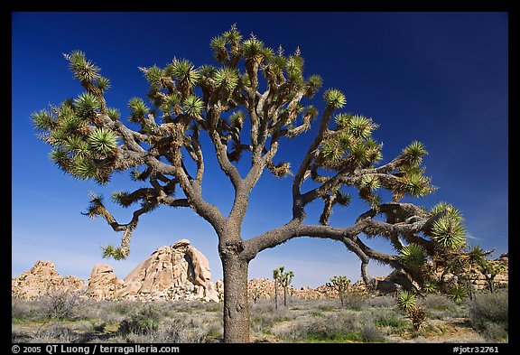 Old Joshua tree (scientific name: Yucca brevifolia). Joshua Tree National Park (color)