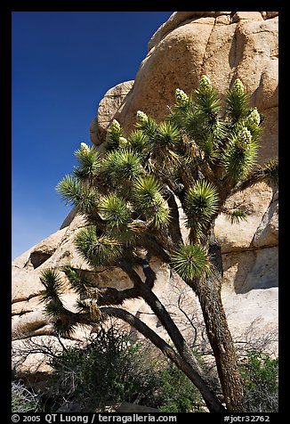 Joshua Tree in bloom and boulders, Hidden Valley Campground. Joshua Tree National Park (color)