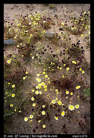 Chia and Desert Dandelion flowers. Joshua Tree National Park, California, USA.