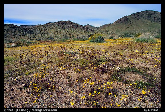 Desert Daisy, Chia flowers, and Hexie Mountains. Joshua Tree National Park, California, USA.