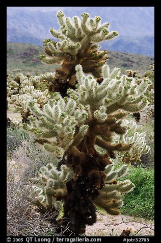Jumping Cholla cactus. Joshua Tree National Park, California, USA.