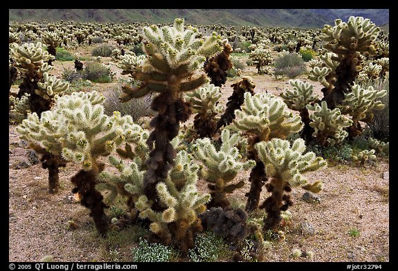 Cholla cactus. Joshua Tree National Park, California, USA.