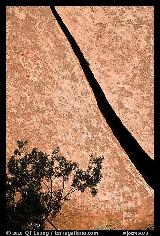 Crack and shrub. Joshua Tree National Park, California, USA.