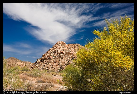 Palo Verde in bloom, rock pile, and cloud. Joshua Tree National Park, California, USA.