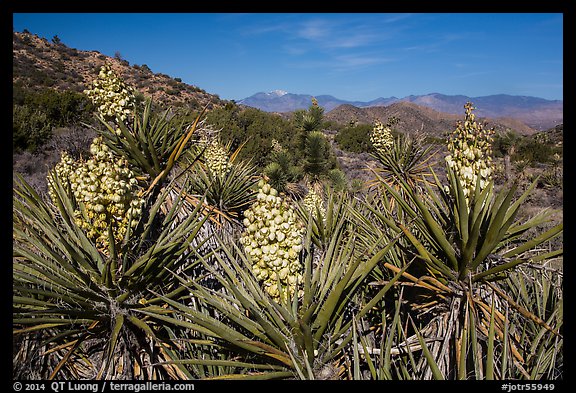 Yuccas in bloom, Black Rock. Joshua Tree National Park (color)