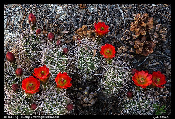 Ground view with pine cones and claret cup cactus in bloom. Joshua Tree National Park, California, USA.