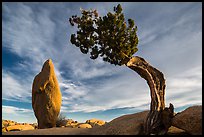 Leaning juniper and pointed monolith. Joshua Tree National Park ( color)