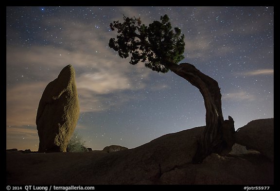 Juniper and balanced pointed rock at night. Joshua Tree National Park, California, USA.