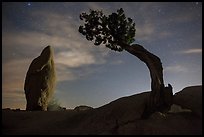 Juniper and balanced pointed rock at night. Joshua Tree National Park, California, USA.