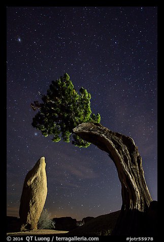 Pointed monolith framed by juniper tree at night. Joshua Tree National Park, California, USA.