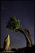 Pointed monolith framed by juniper tree at night. Joshua Tree National Park, California, USA.