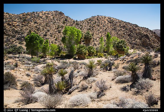 Cottonwood Spring and bare hills. Joshua Tree National Park (color)